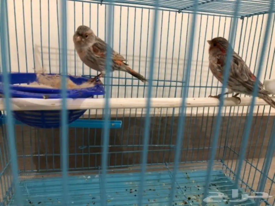 ازواج كناري منتجة (image 4)