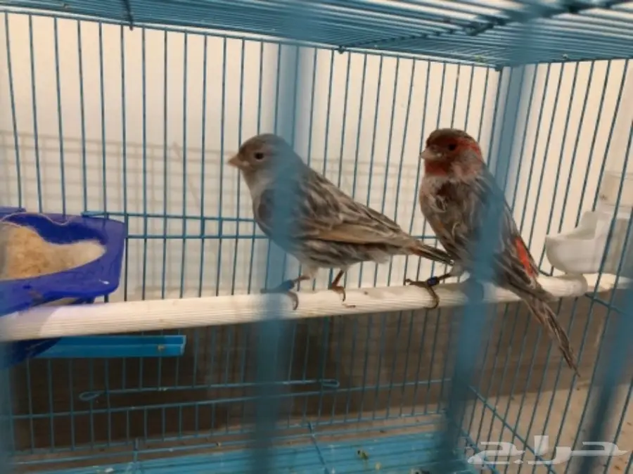 ازواج كناري منتجة (image 5)