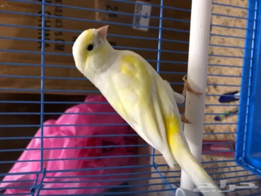 ازواج كناري منتجة (image 6)