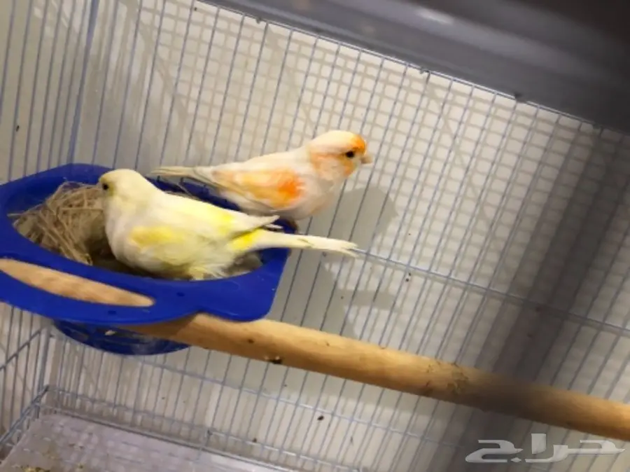 ازواج كناري منتجة (image 7)