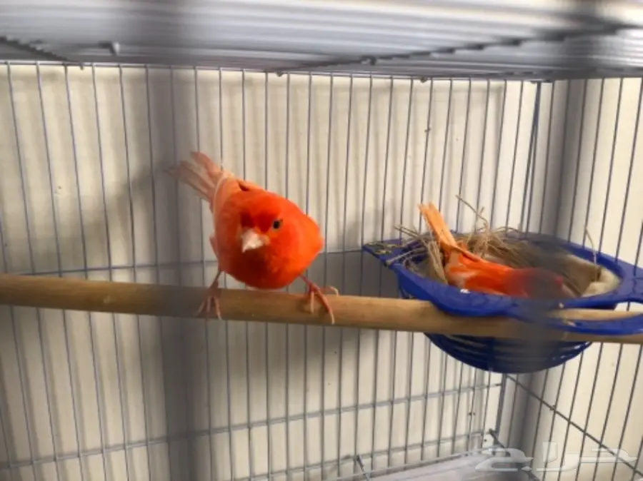 ازواج كناري منتجة (image 8)