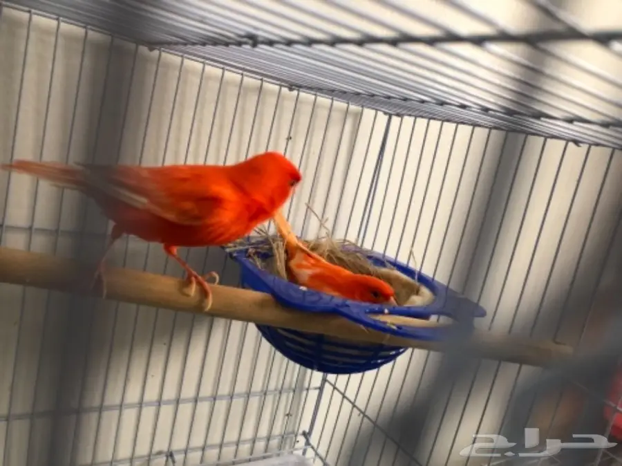 ازواج كناري منتجة (image 9)