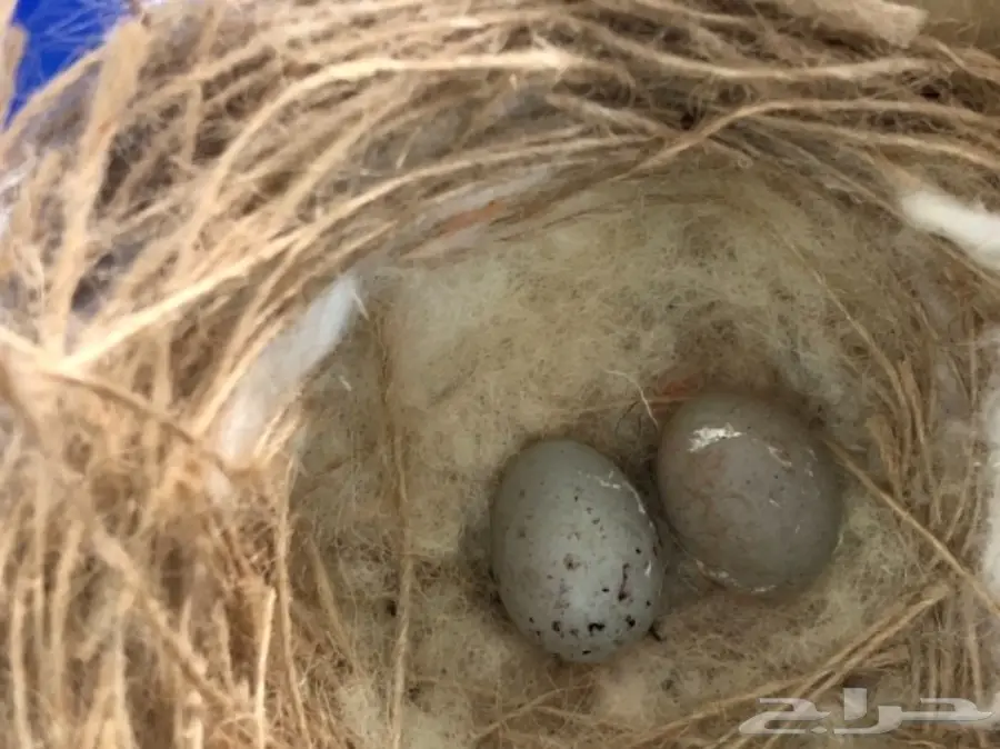 ازواج كناري منتجة (image 10)