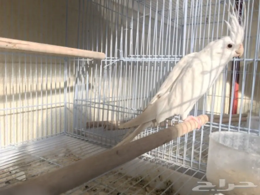 ذكر كروان البينو 