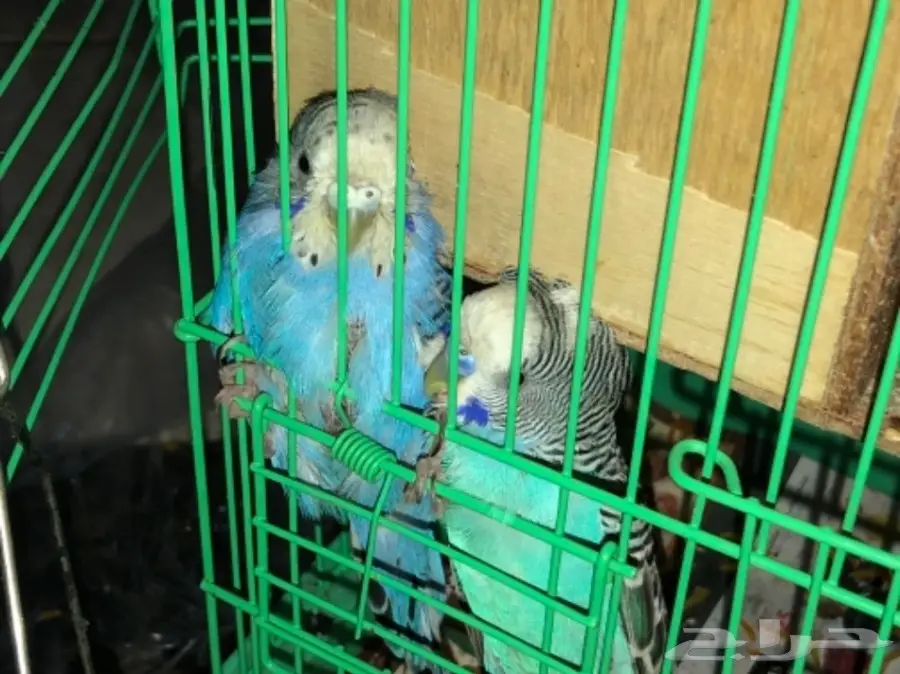 طيور حب للبيع