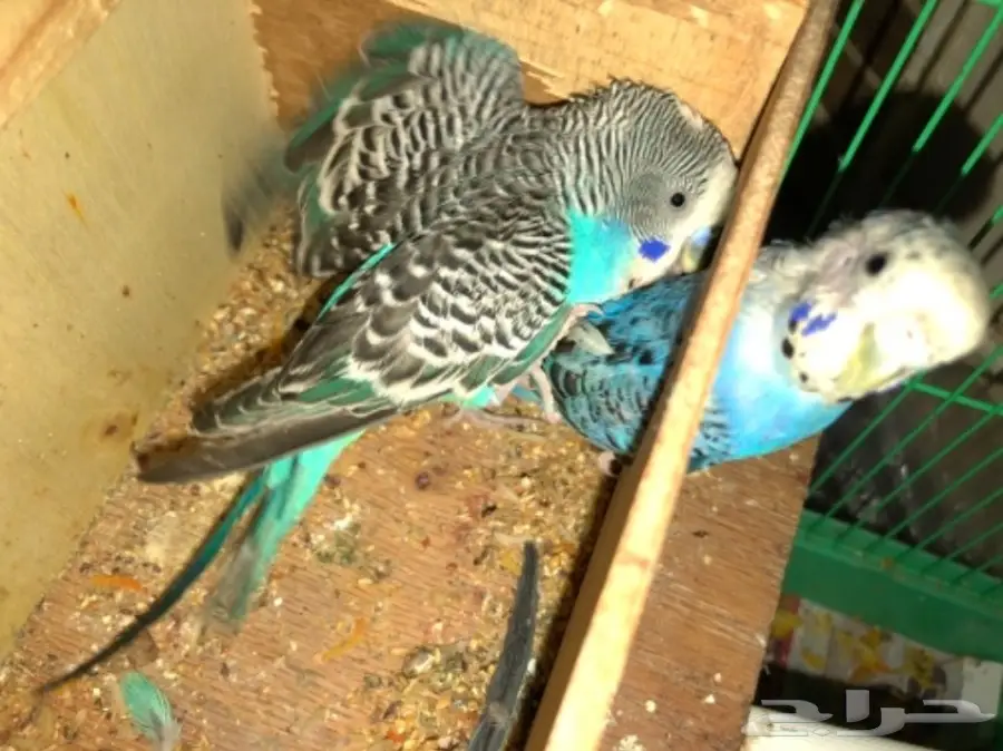طيور حب للبيع (image 2)