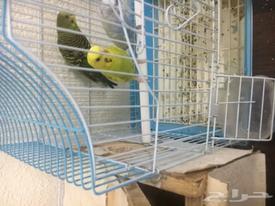 جوز ببغا بادجي وفرده وليفه للبيع (image 2)