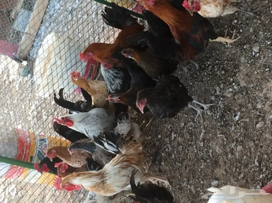 دجاج بلدي (image 1)