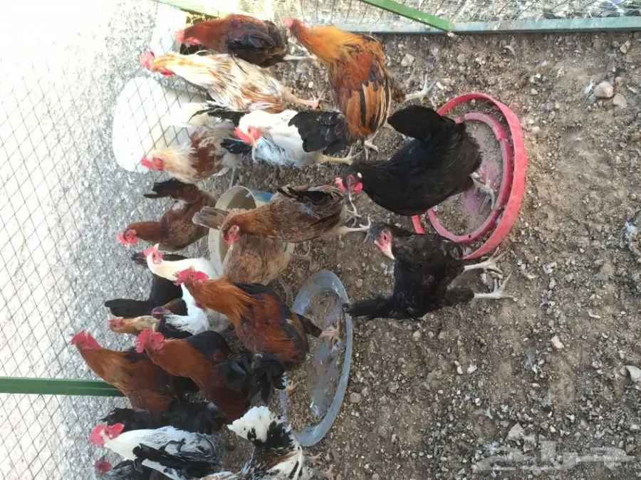 دجاج بلدي (image 2)