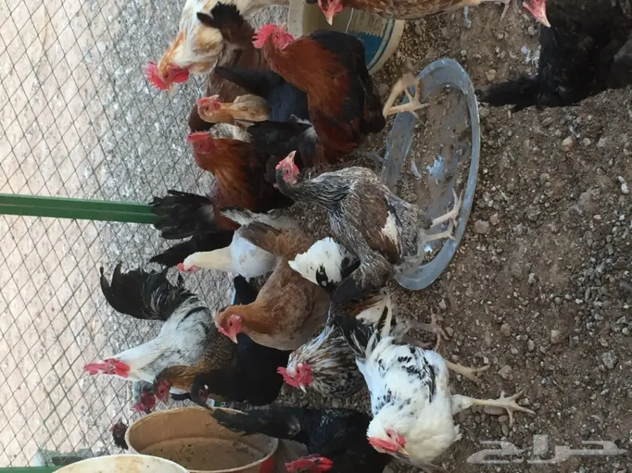 دجاج بلدي (image 3)