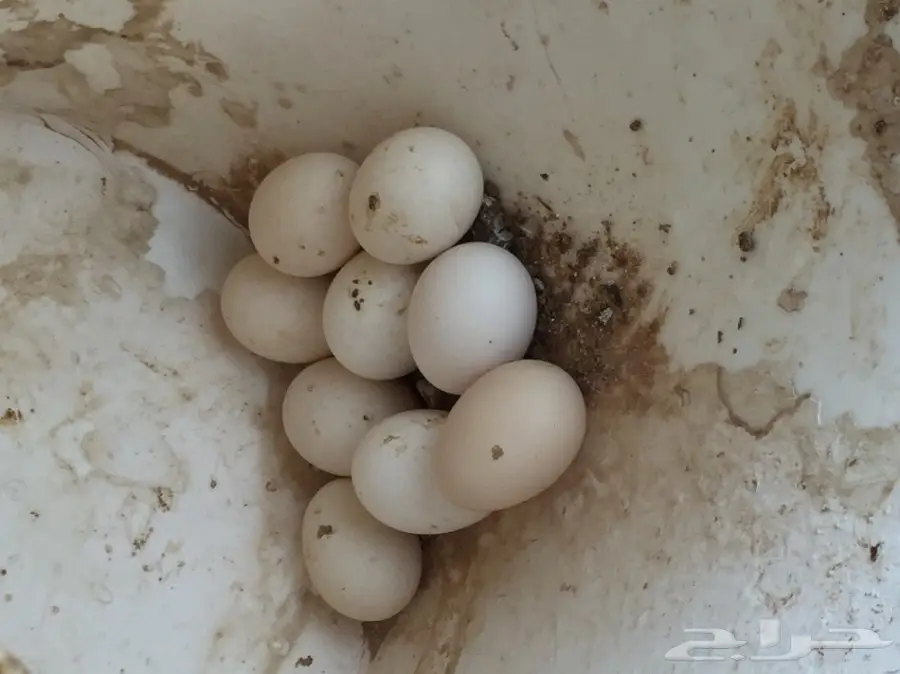 دجاج بلدي (image 4)