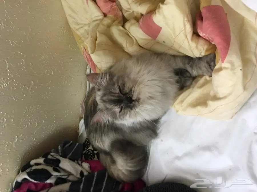 قطة هيمالاية منتجة للبيع - فرصة لا تُفوّت! (image 2)
