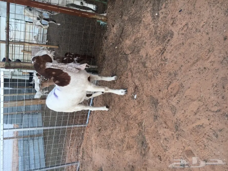 للبيع جفره هولنديه  (image 3)