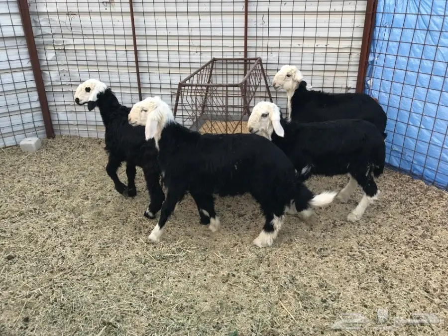 بهم للبيع  (image 8)