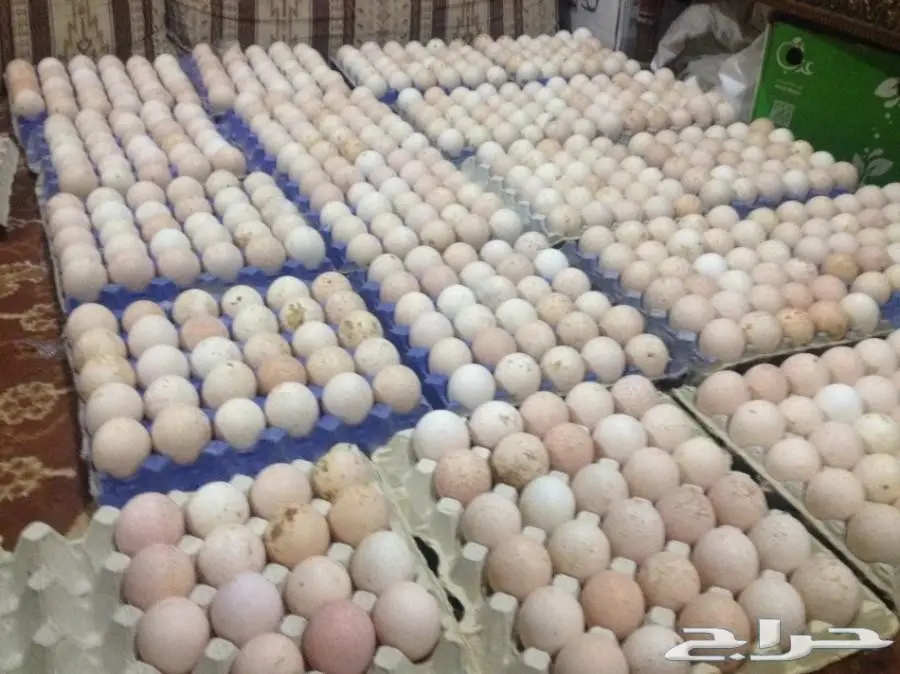 للفقاسات بيض رومي مخصب بنسبة عالية للبيع