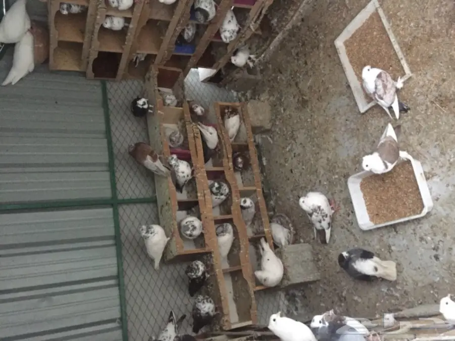 حمام للبيع (image 1)