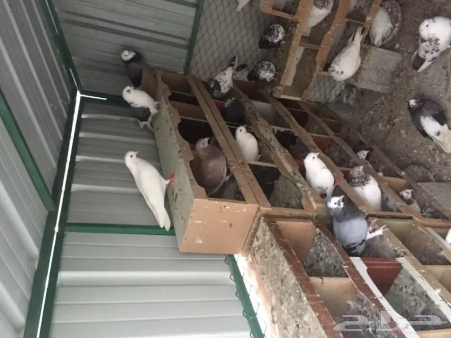 حمام للبيع (image 2)