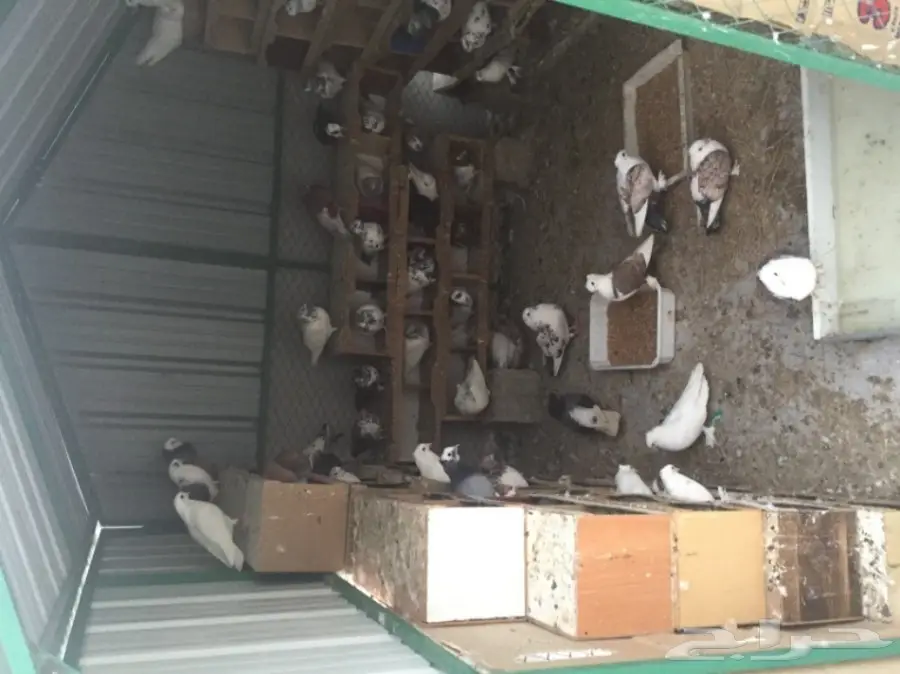 حمام للبيع (image 3)