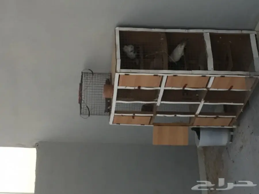 حمام للبيع (image 5)