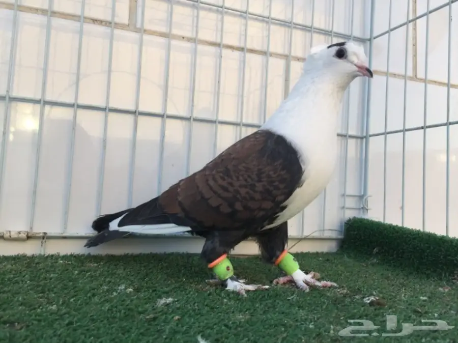 انثى لبناني 