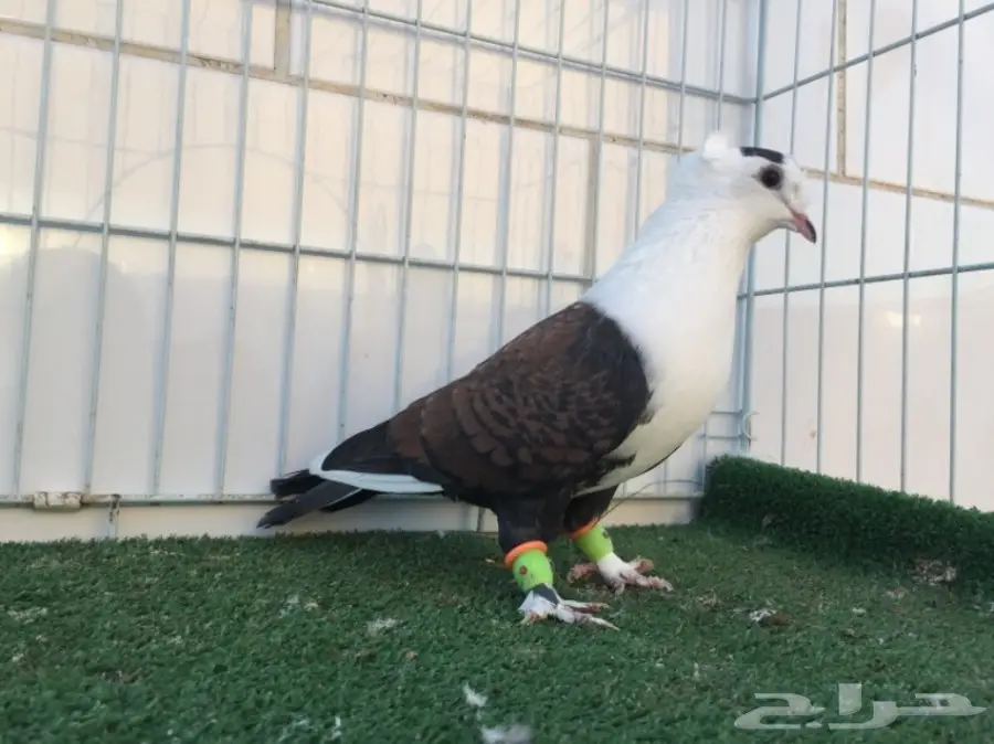 انثى لبناني  (image 1)