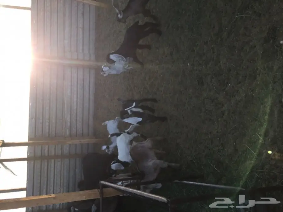 غنم للبيع (image 3)