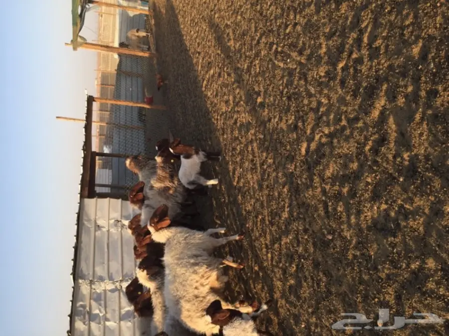 غنم للبيع (image 4)