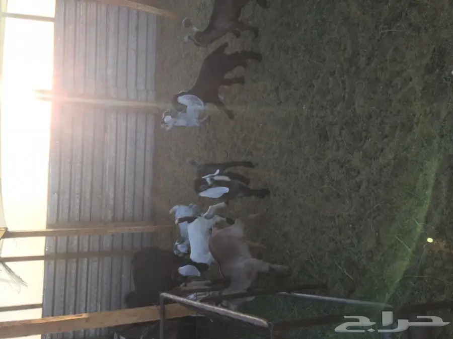 غنم للبيع (image 5)