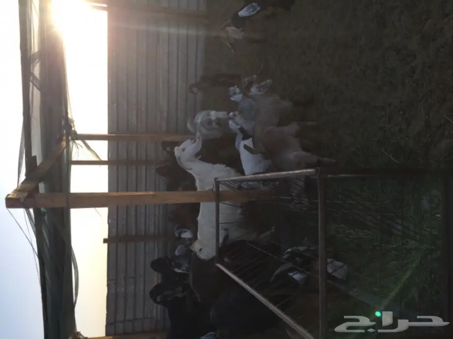 غنم للبيع (image 6)