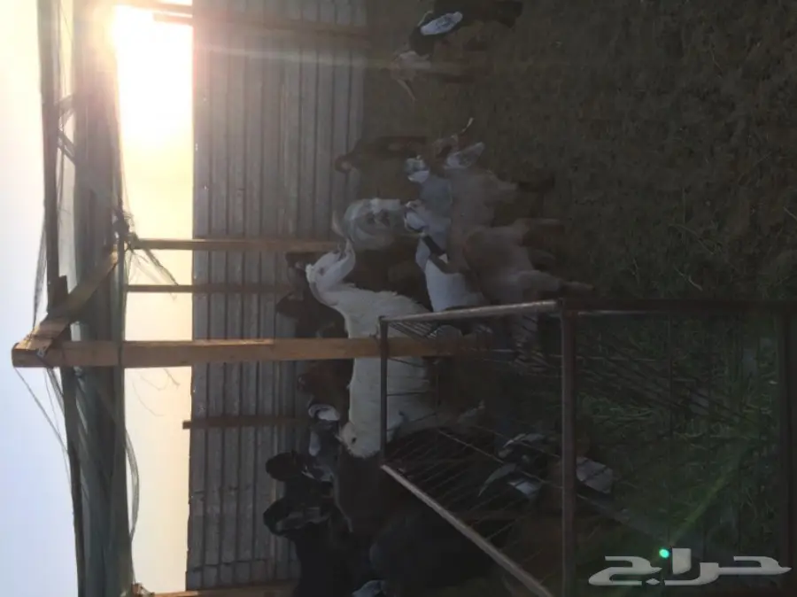 غنم للبيع (image 7)