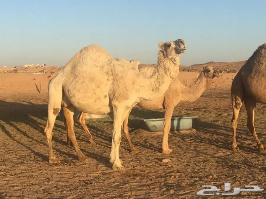 أبل مع فحلها