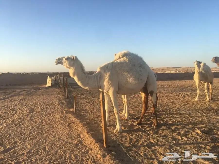 أبل مع فحلها (image 1)