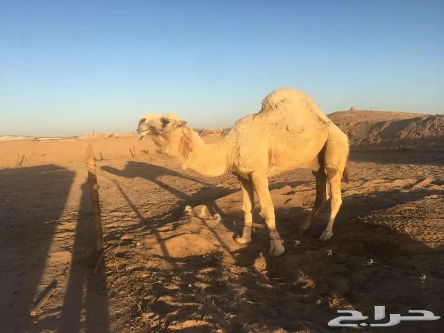 أبل مع فحلها (image 4)