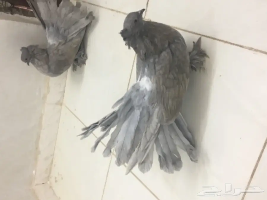 حمام هزازي (image 1)