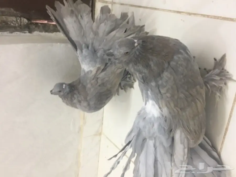 حمام هزازي (image 2)