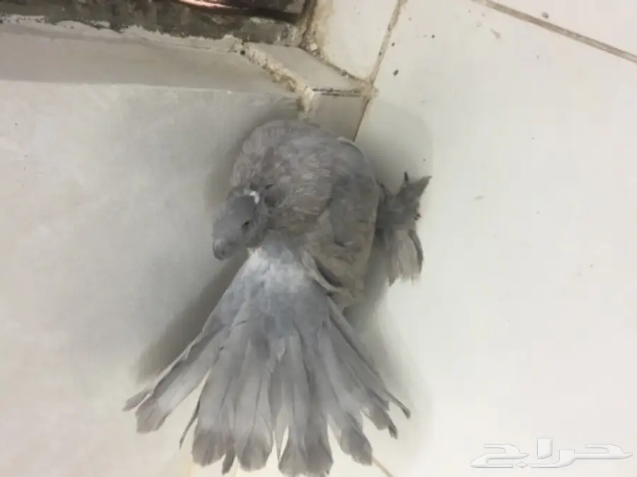 حمام هزازي (image 3)