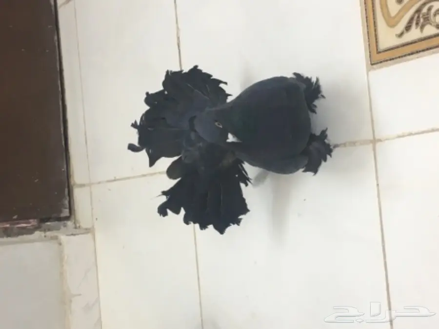 حمام هزازي (image 4)