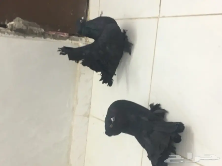 حمام هزازي (image 5)