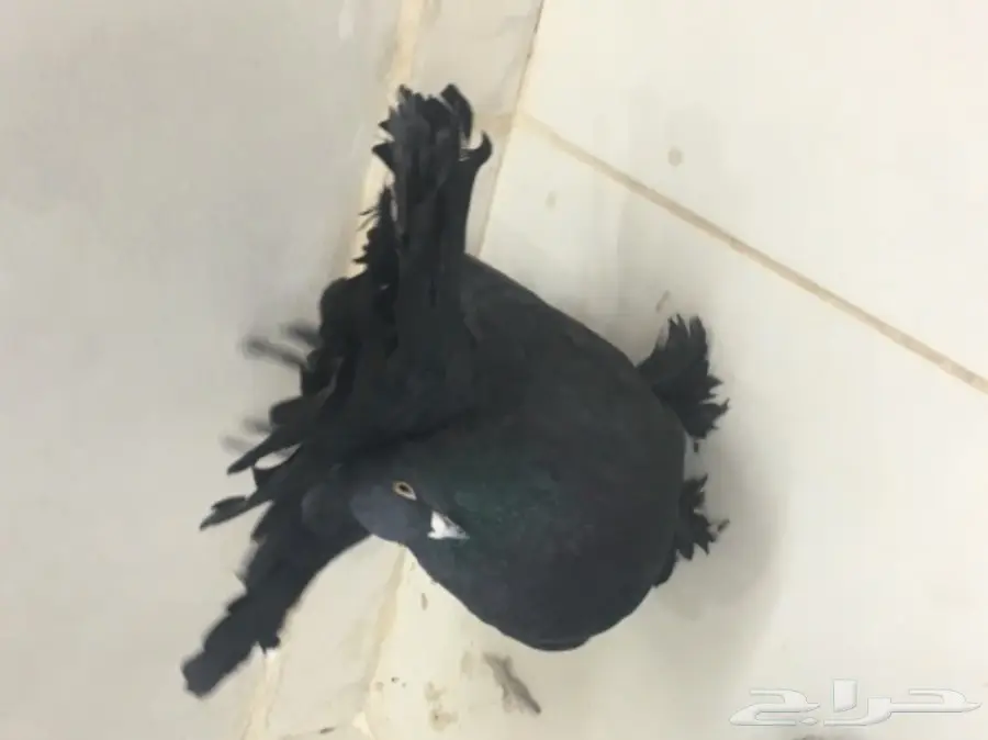 حمام هزازي (image 6)