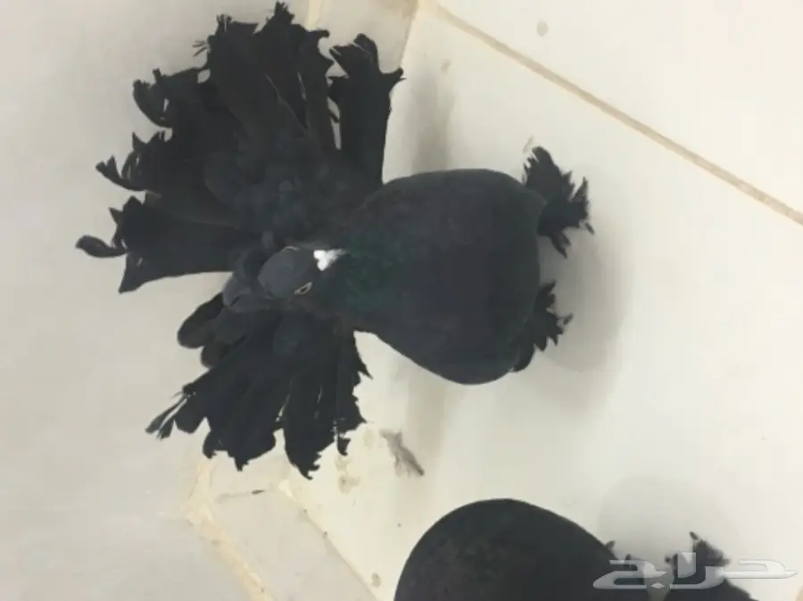 حمام هزازي (image 7)