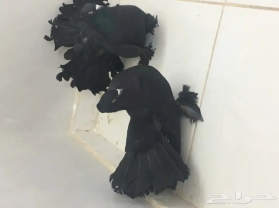 حمام هزازي (image 8)