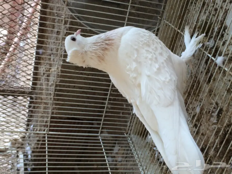 زوج مفتل منتج