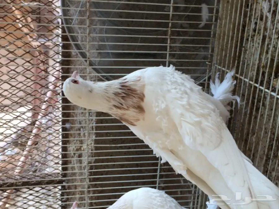 زوج مفتل منتج (image 1)