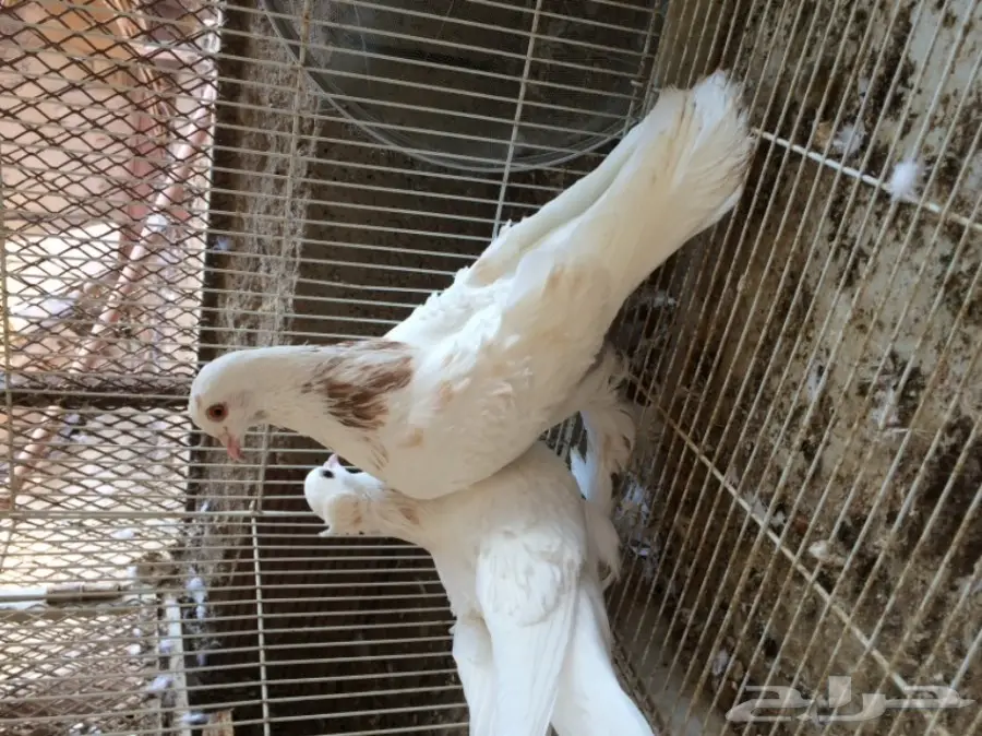 زوج مفتل منتج (image 2)