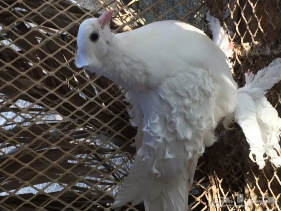 زوج مفتل منتج (image 3)