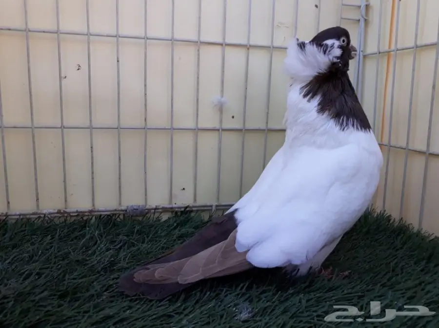 انثى سوداني امريكي Top