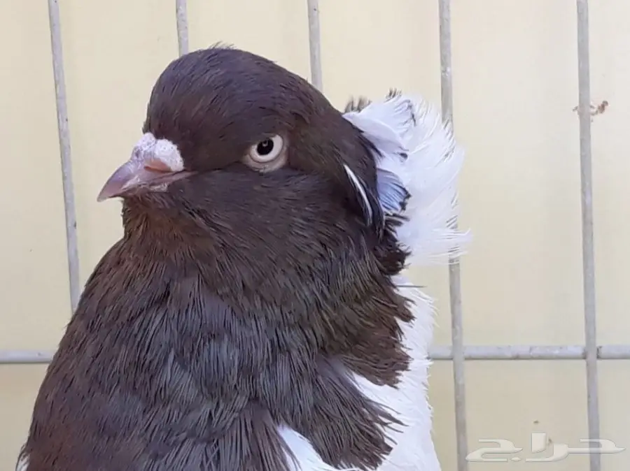 انثى سوداني امريكي Top (image 1)