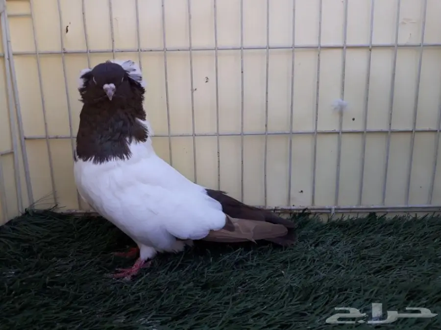 انثى سوداني امريكي Top (image 2)