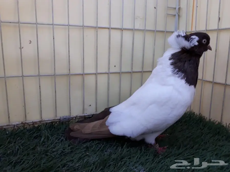 انثى سوداني امريكي Top (image 3)