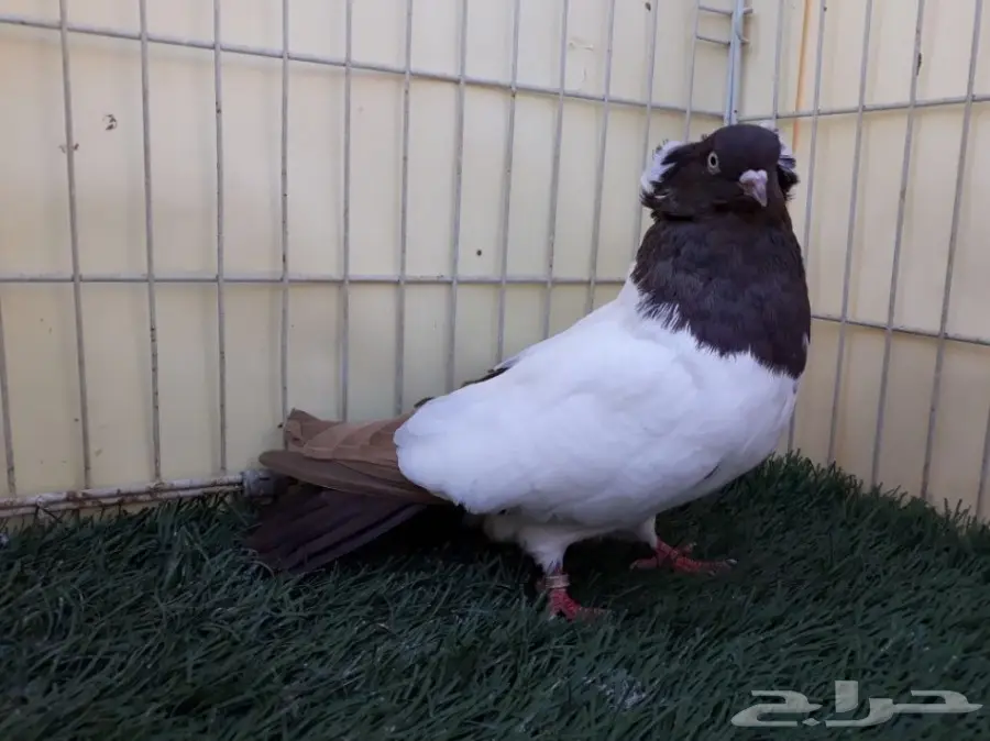 انثى سوداني امريكي Top (image 4)